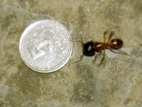 big ant.jpg